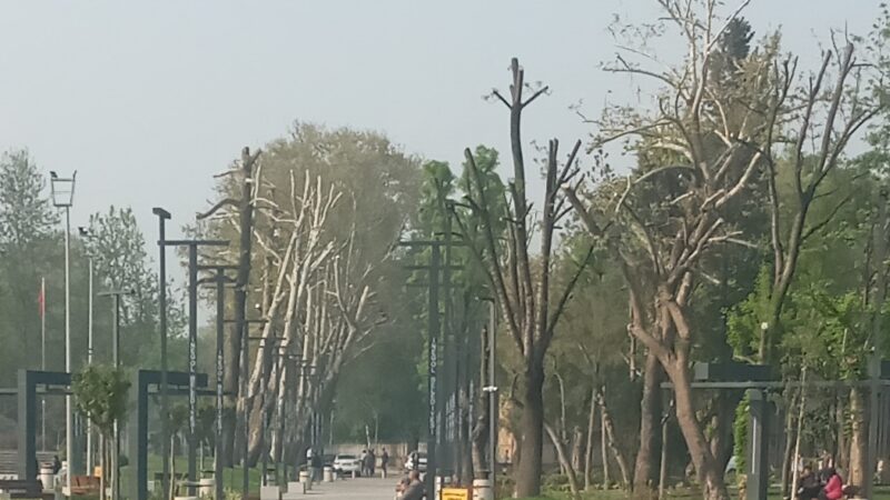 ↑ GonderDibiKomandoAgaclar