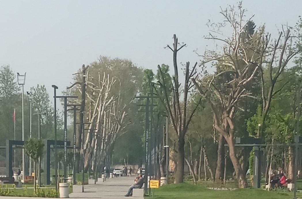 ↑ GonderDibiKomandoAgaclar