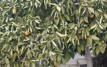 Hava tahmin raporu yağmur getirir mi?